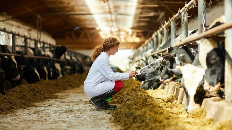 Em um celeiro cheio de vacas e bois se alimentando, há uma mulher agachada cuidando de uma vaca. 