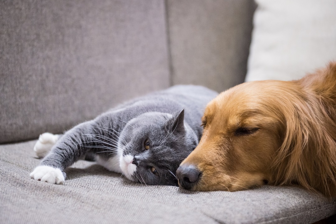 gato e cachorro dormindo no sofá
