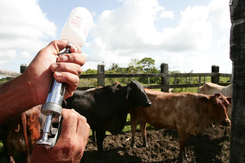 vacinação de gado contra a febre aftosa